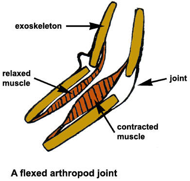 Muscle thr uzopedia